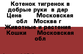 Котенок-тигренок в добрые руки, в дар › Цена ­ 5 - Московская обл., Москва г. Животные и растения » Кошки   . Московская обл.